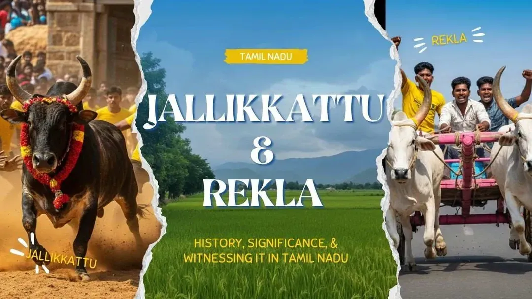 jallikkattu & rekla: history, significance, & witnessing it in tamil nadu
