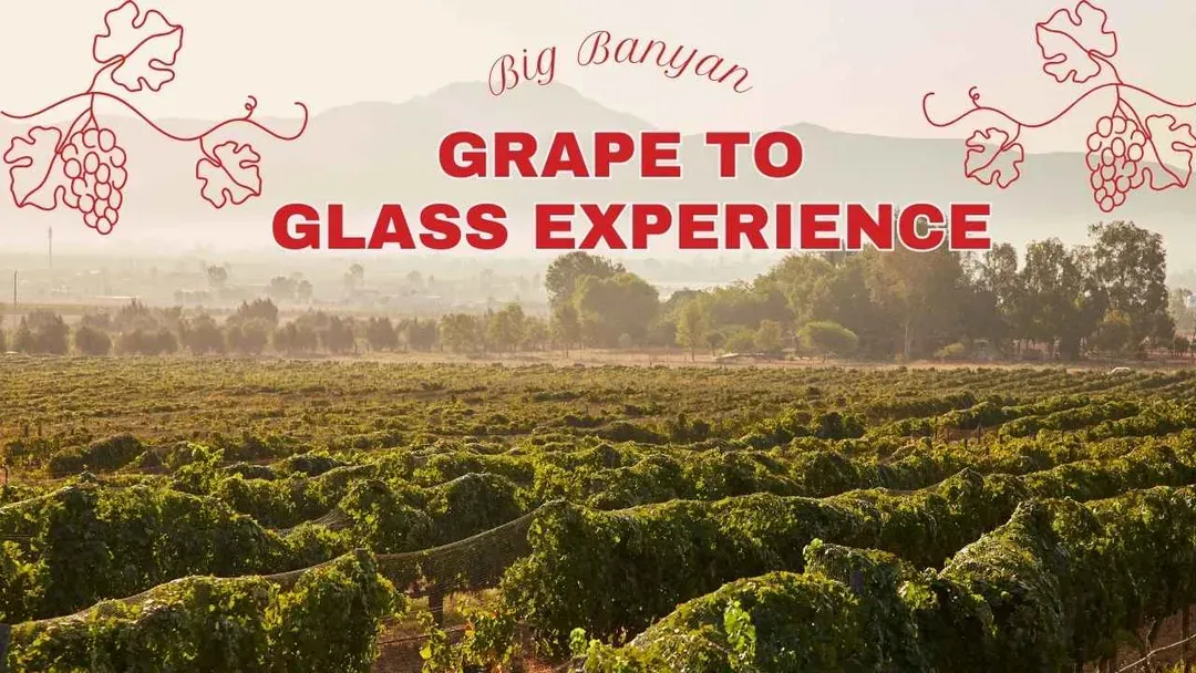 vineyard visit at big banyan