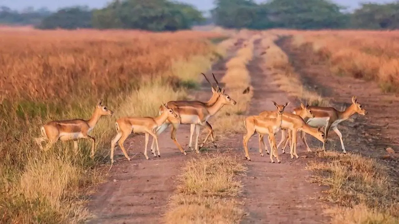 Blackbucks being spotted in Velavadar National Park