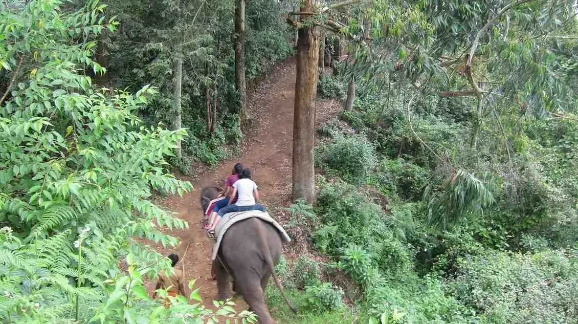 Tourists enjoying elephant safari amidst the forest.