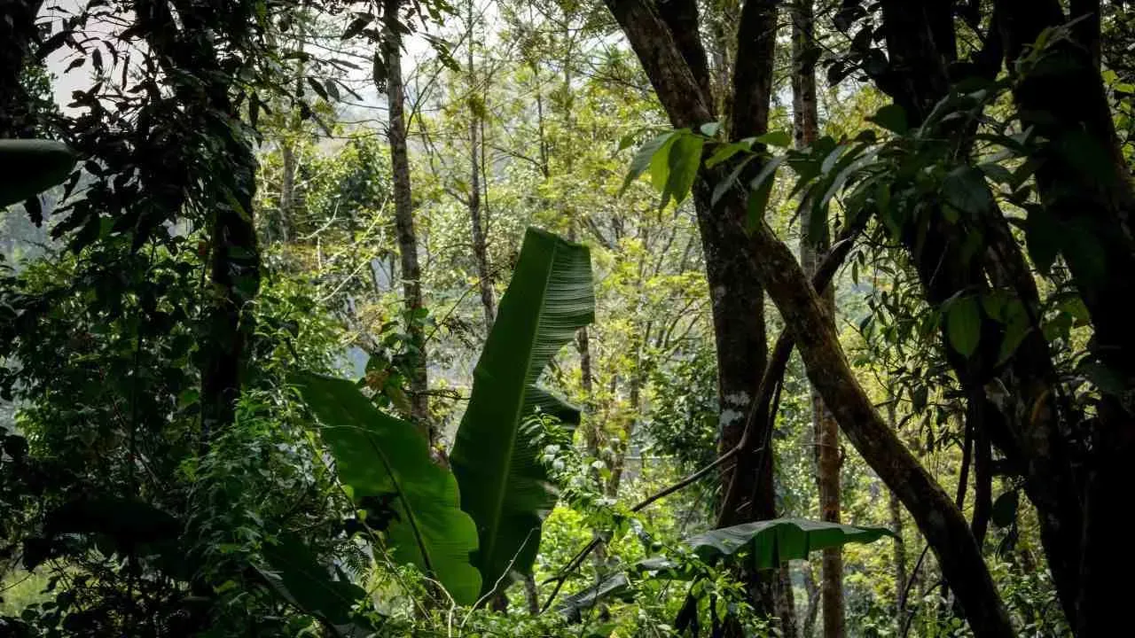 A dense forest near Madikeri.