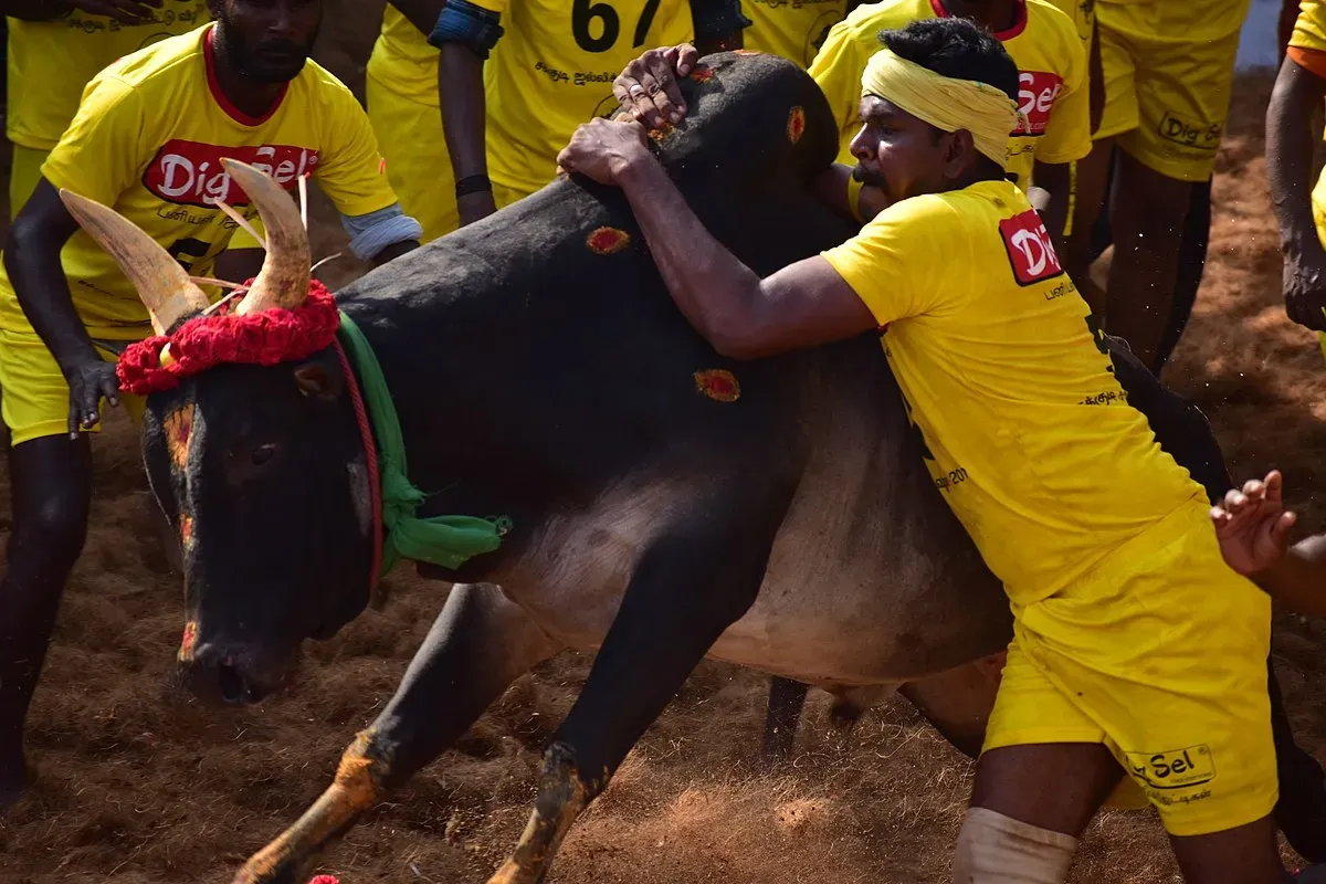 Jallikkattu In Madurai