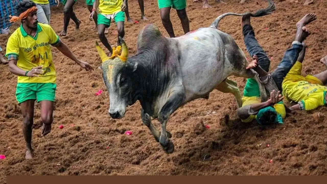 Jallikkattu In Madurai