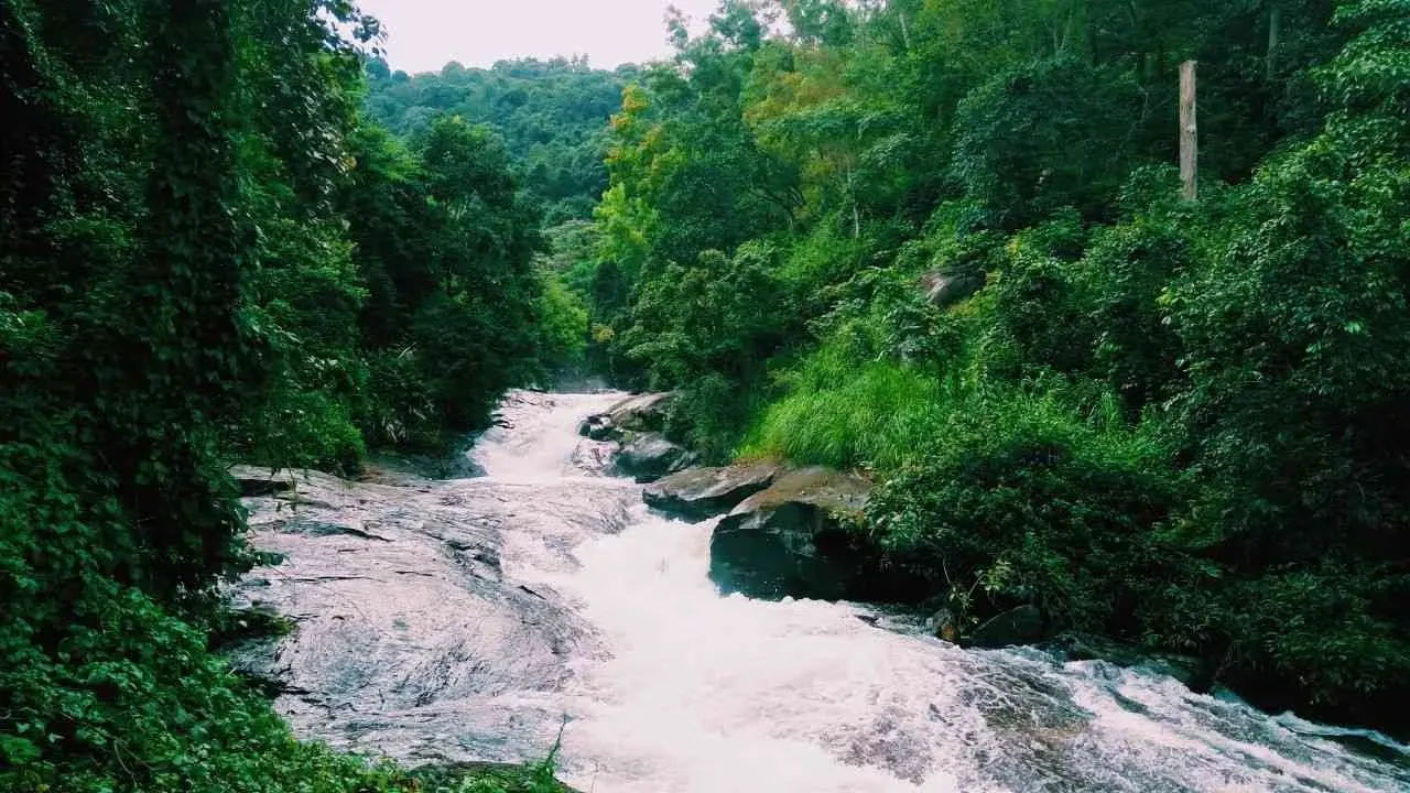 A river amidst green forest in Wayanad, Kerala.
