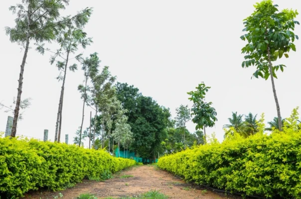 pure veg resort in hessarghatta, bangalore - dejavoo retreat resort