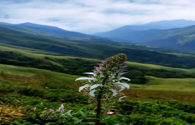 Budget Friendly Homestay in banakal hobli devaramane, chikmagaluru - malekaadu retreat