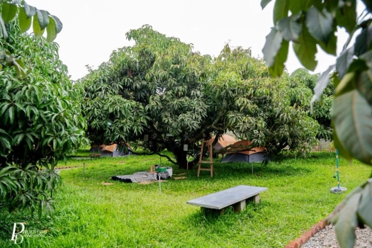 Day Outing At Mango Farm Near Bangalore