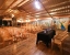 hotel near lansdowne railway station - ecko kasang regency hill resort