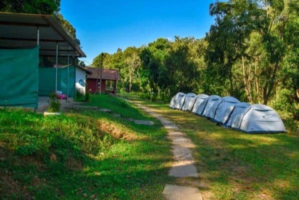 pet friendly resort in hadlahalli, sakleshpur - tusker valley resort